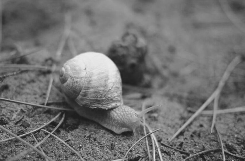 Slow marketing – Den nye trend inden for markedsføring